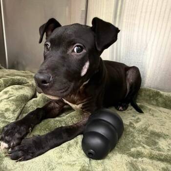 Monie -  Labrador Retriever and Mixed Breed Dog for Adoption in West Point, Mississippi - Monie | PetCurious