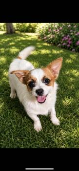 Papillon and Wirehaired Terrier Dogs Available for Adoption in New Haven, Connecticut - Anna | PetCurious