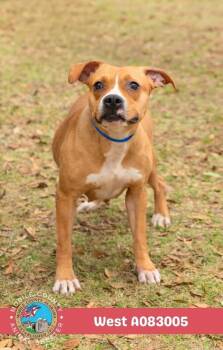 West -  American Bulldog Dog for Adoption in Mobile, Alabama - West | PetCurious
