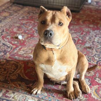 English Bulldog and Pit Bull Terrier Dogs Available for Adoption in Atlanta, Texas - Vee | PetCurious
