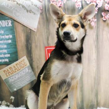 Tripper -  Cardigan Welsh Corgi and German Shepherd Dog Dog for Adoption in Casa Grande, Arizona - Tripper | PetCurious