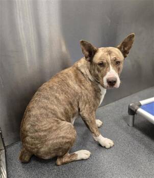 SHEBA -  Mixed Breed Dog for Adoption in Dallas, Texas - SHEBA | PetCurious