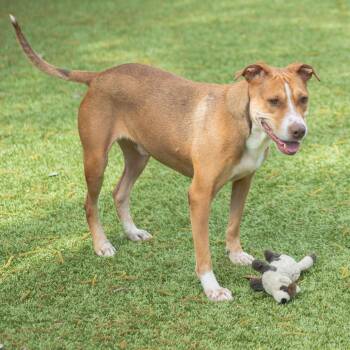 Terrier Dogs Available for Adoption in Hilton Head Island, South Carolina - Brunswick | PetCurious