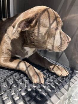 NATALIA -  Mixed Breed Dog for Adoption in Dallas, Texas - NATALIA | PetCurious