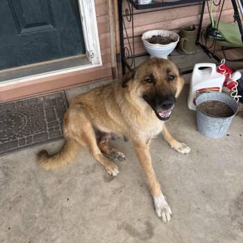 Tip 1110 -  Mixed Breed Dog for Adoption in Loxahatchee Groves, Florida - Tip 1110 | PetCurious