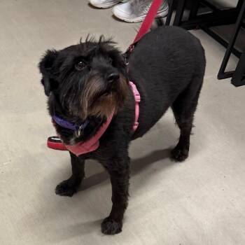 Terrier Dogs Available for Adoption - Bella | PetCurious