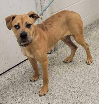 Rye -  Mixed Breed Dog for Adoption in Kansas City, Missouri - Rye | PetCurious