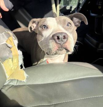 Rescue Mixed Breed Dogs for Adoption in New York, New York - Dulcibella | PetCurious