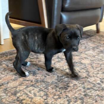 Catahoula Leopard Dog and Border Collie Dogs Available for Adoption - Sheldon | PetCurious