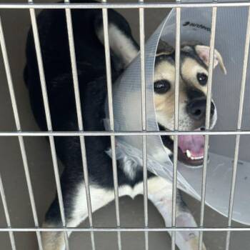 Bubbles -  Labrador Retriever Dog for Adoption in Kingman, Arizona - Bubbles | PetCurious