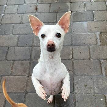 Opal -  Rat Terrier Dog for Adoption in St. Augustine, Florida - Opal | PetCurious