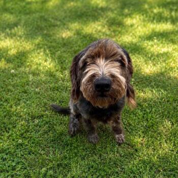 Bentley -  Poodle and Mixed Breed Dog for Adoption in Baton Rouge, Louisiana - Bentley | PetCurious