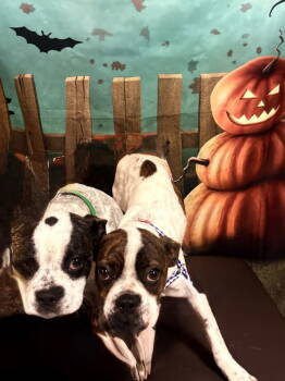 Rescue Boston Terrier Dogs for Adoption in Huntington Beach, California - Nacho & Libre | PetCurious