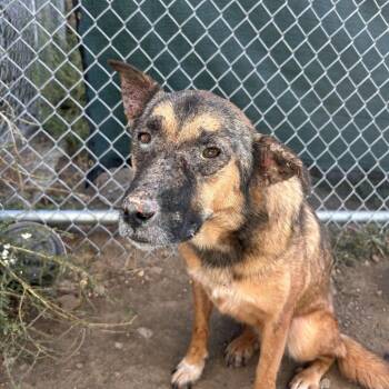 Kuma -  Shepherd and Mixed Breed Dog for Adoption in Flagstaff, Arizona - Kuma | PetCurious