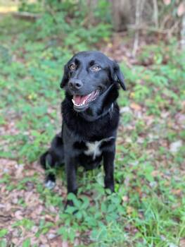 Border Collie and Labrador Retriever Dogs Available for Adoption in Bloomingdale, Georgia - Finley | PetCurious