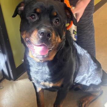 Rottweiler Dogs Available for Adoption in York, Pennsylvania - YORK-Stray-15322 | PetCurious