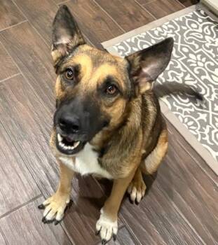 Rescue German Shepherd Dog Dogs for Adoption in Newport, Washington - Eden | PetCurious