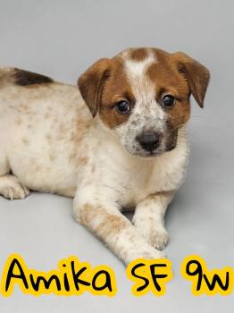 Australian Cattle Dog Blue Heeler Dogs Available for Adoption in The Woodlands, Texas - Amika | PetCurious
