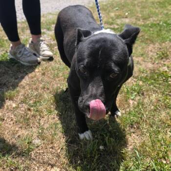 Pit Bull Terrier Dogs Available for Adoption in Clanton, Alabama - Felicia | PetCurious