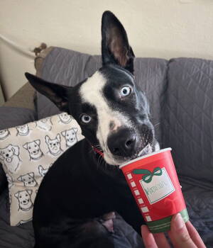 Rescue Border Collie and Labrador Retriever Dogs for Adoption in Gilberts, Illinois - Macaroon | PetCurious