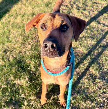 ROCKY -  Mixed Breed Dog for Adoption in Cranston, Rhode Island - ROCKY | PetCurious