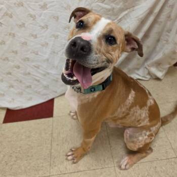 Palmer -  Terrier Dog for Adoption in Waynesboro, Pennsylvania - Palmer | PetCurious