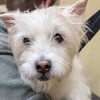 Terrier Dogs Available for Adoption - Mopsie | PetCurious