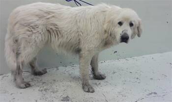 Great Pyrenees and Mixed Breed Dogs Available for Adoption - KING | PetCurious