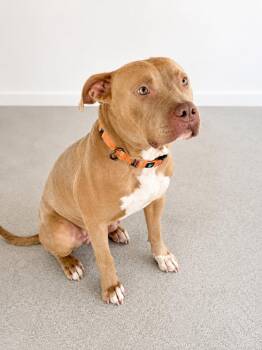 Hazel -  Mixed Breed Dog for Adoption in Thomson, Georgia - Hazel | PetCurious