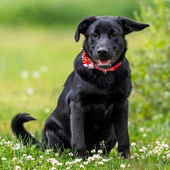 Labrador Retriever and Mixed Breed Dogs Available for Adoption in Council Bluffs, Iowa - Brazil | PetCurious
