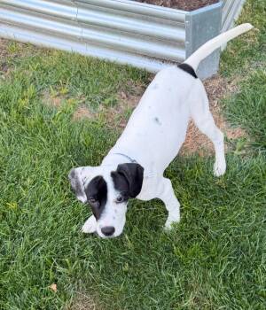 Dottie -  Labrador Retriever and Hound Dog for Adoption in Millcreek, Utah - Dottie | PetCurious