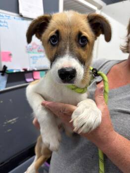 Keshawn -  Mixed Breed Dog for Adoption in Virginia, Minnesota - Keshawn | PetCurious