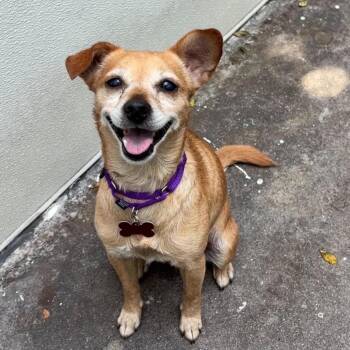 Cricket -  Chihuahua Dog for Adoption in Los Angeles, California - Cricket | PetCurious