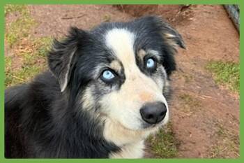 Australian Shepherd Dogs Available for Adoption in Amherst, Massachusetts - Chloe | PetCurious