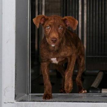 Marly -  Mixed Breed Dog for Adoption in Bradenton, Florida - Marly | PetCurious