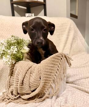 Dachshund and Chihuahua Dogs Available for Adoption in Sugar Grove, Illinois - John | PetCurious