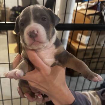Freddie -  Pit Bull Terrier and Mixed Breed Dog for Adoption in Griswold, Connecticut - Freddie | PetCurious
