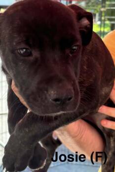 Josie -  Labrador Retriever and Bulldog Dog for Adoption in Parma, Ohio - Josie | PetCurious