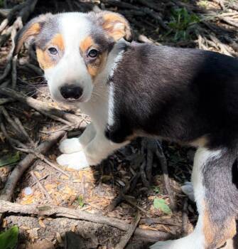 Dino -  Mixed Breed Dog for Adoption in Homewood, Illinois - Dino | PetCurious