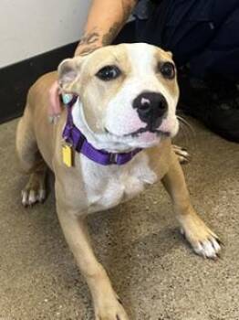 Electra -  Pit Bull Terrier Dog for Adoption in Cleveland, Ohio - Electra | PetCurious