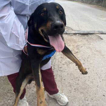 Shepherd and Rottweiler Dogs Available for Adoption in Edinburg, Texas - Conga | PetCurious