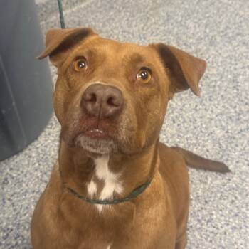 Coral -  Retriever Dog for Adoption in Greenville, South Carolina - Coral | PetCurious