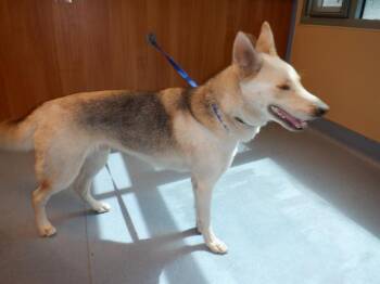 Rescue German Shepherd Dog Dogs for Adoption in San Jose, California - MAVERICK | PetCurious