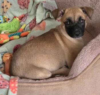 Rescue Chihuahua Dogs for Adoption in Silvana, Washington - Pompeii (Italy Litter) | PetCurious