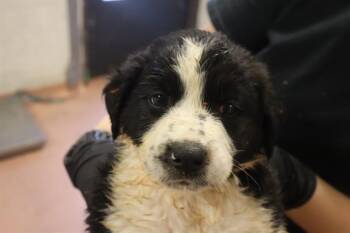 SMORES -  Mixed Breed Dog for Adoption in Columbia, South Carolina - SMORES | PetCurious