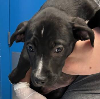 Ruffle -  Border Collie Dog for Adoption in Golden, Colorado - Ruffle | PetCurious