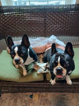 Spike and Jet -  Boston Terrier and French Bulldog Dog for Adoption in Eastman, Georgia - Spike And Jet | PetCurious