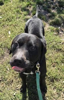 Sage -  Labrador Retriever Dog for Adoption in Salem, Oregon - Sage | PetCurious