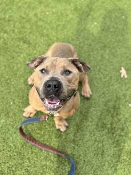 Rescue Pit Bull Terrier Dogs for Adoption in Hackensack, Minnesota - Todd | PetCurious