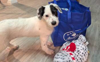 Lyric -  Cattle Dog and Border Collie Dog for Adoption in Springville, New York - Lyric | PetCurious